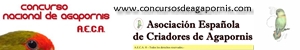 Concursos de Agapornis